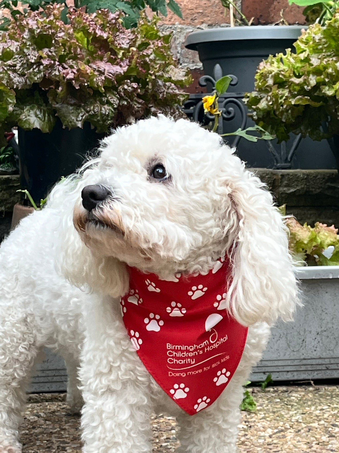 Birmingham Children's Hospital Charity Dog Bandana