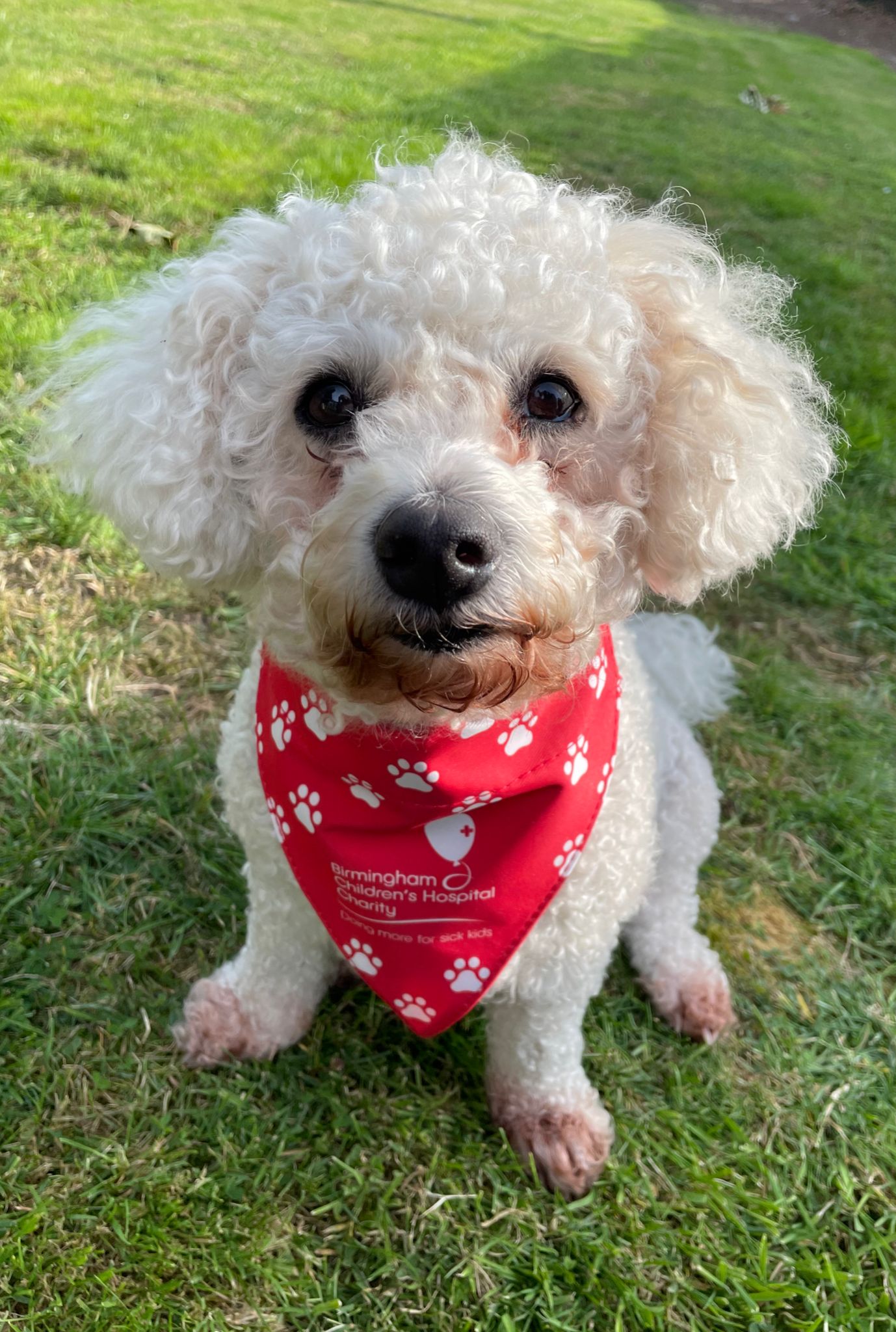 Birmingham Children's Hospital Charity Dog Bandana