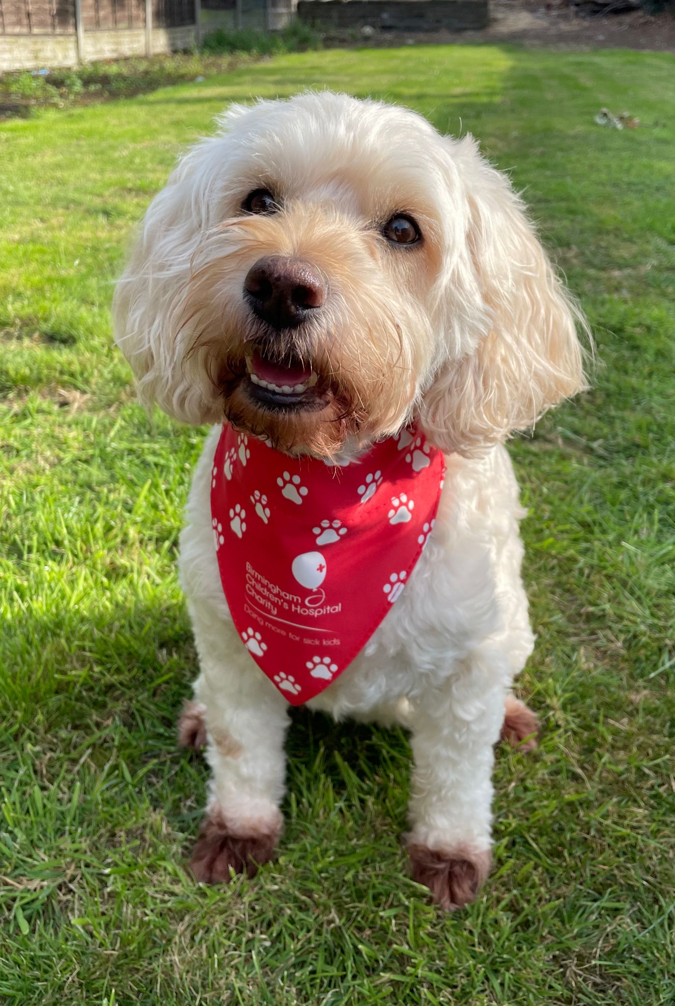 Birmingham Children's Hospital Charity Dog Bandana