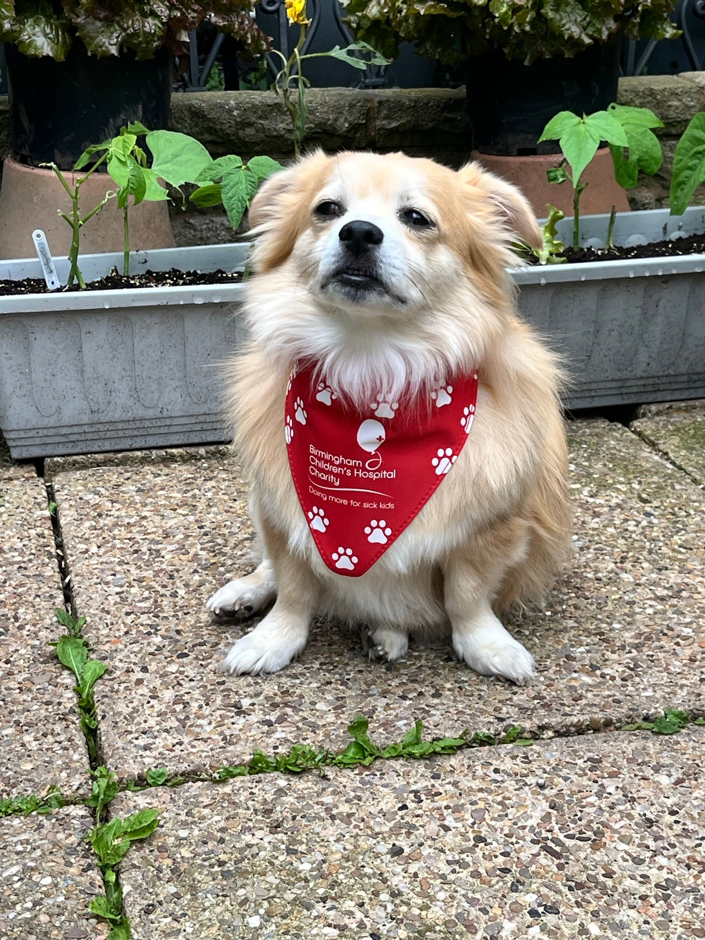 Birmingham Children's Hospital Charity Dog Bandana
