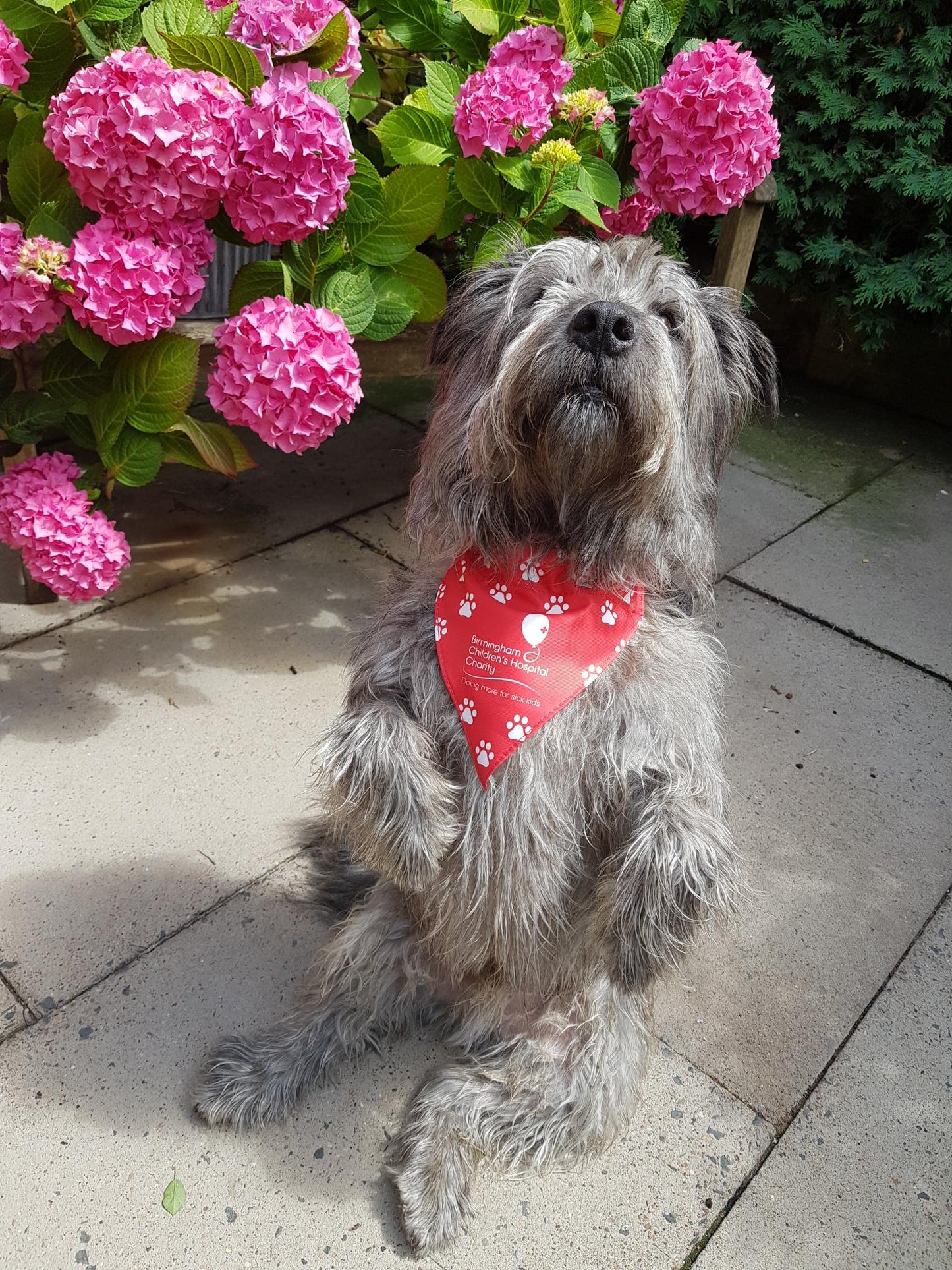 Birmingham Children's Hospital Charity Dog Bandana