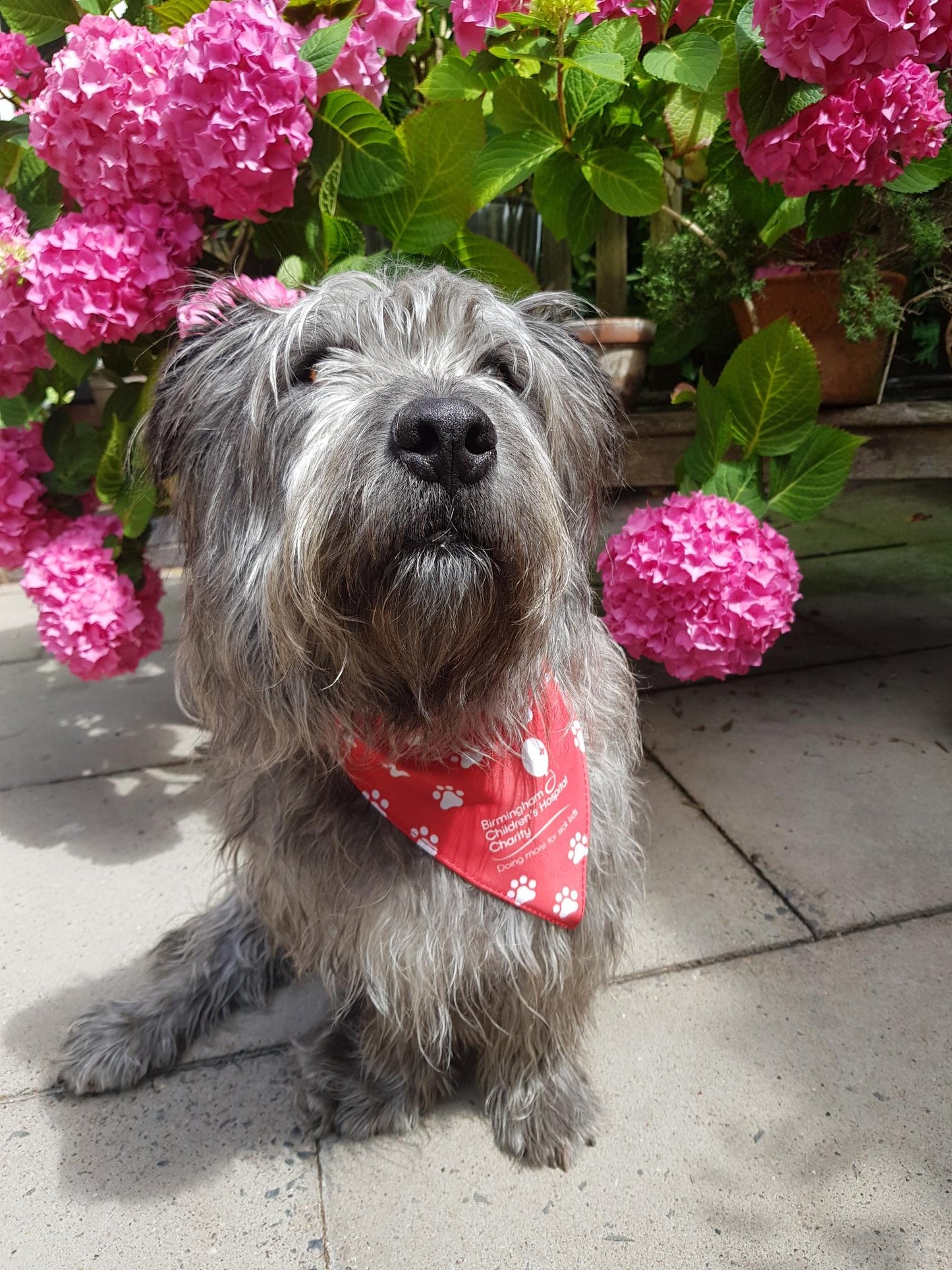 Birmingham Children's Hospital Charity Dog Bandana