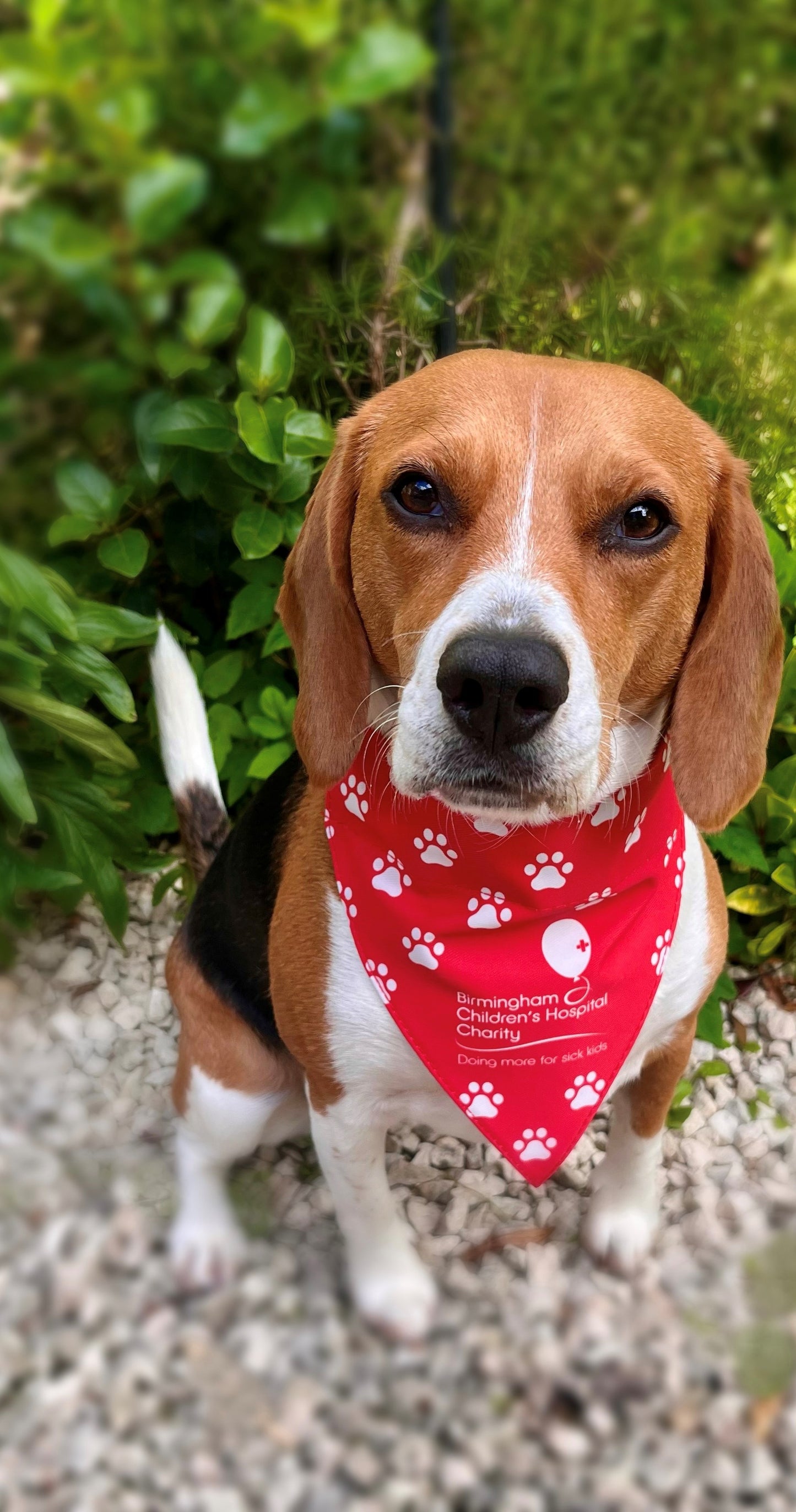 Birmingham Children's Hospital Charity Dog Bandana