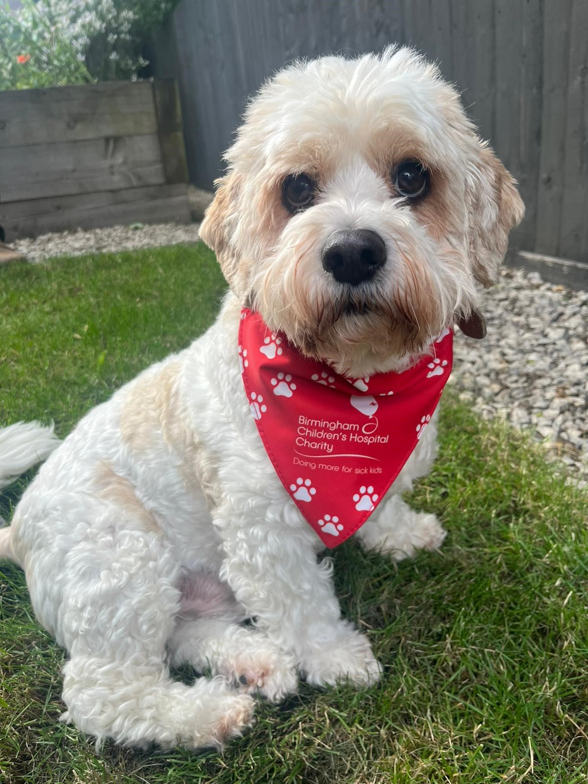 Birmingham Children's Hospital Charity Dog Bandana