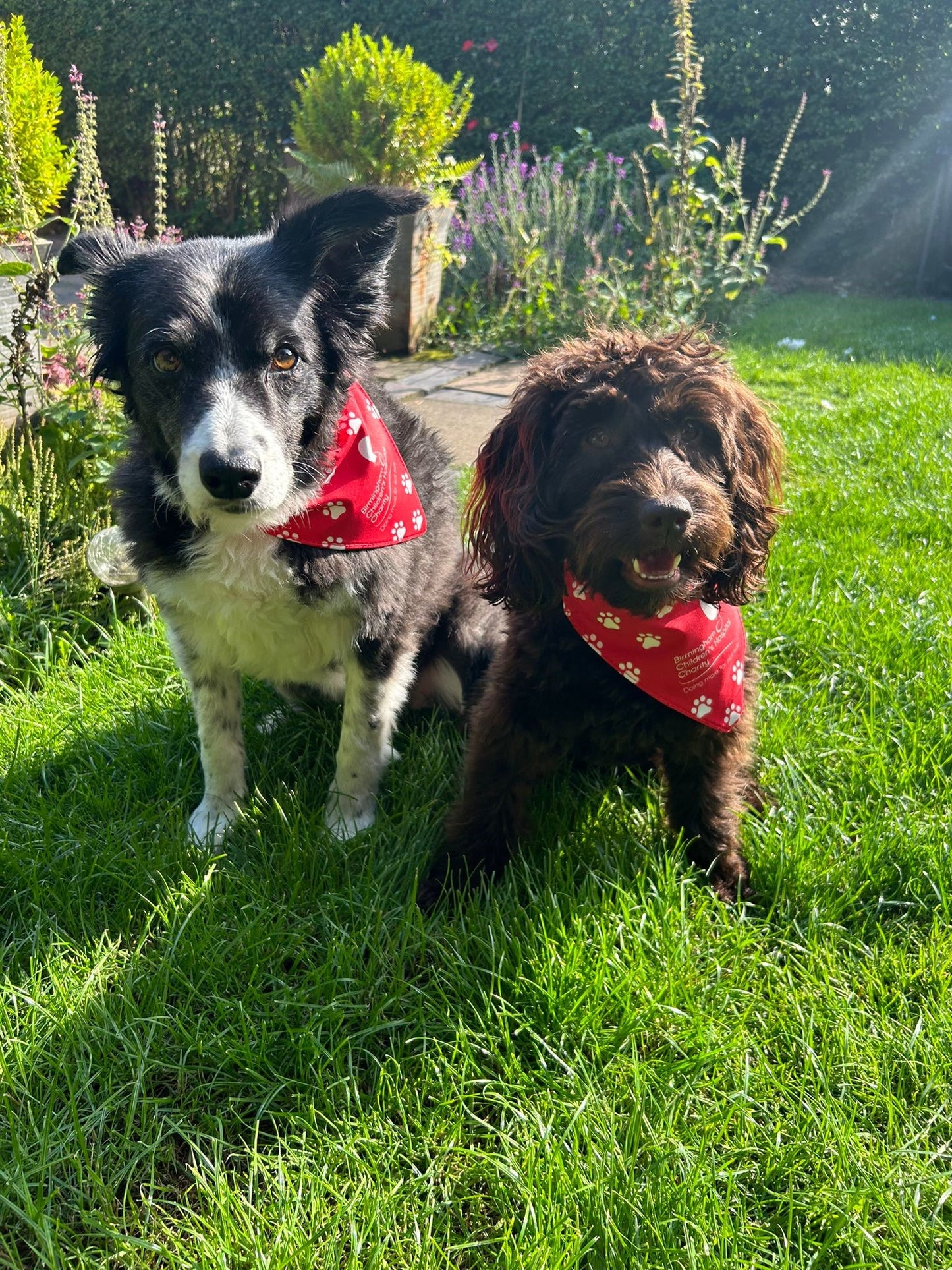 Birmingham Children's Hospital Charity Dog Bandana