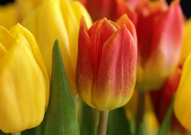 Plants for the Woodland House Garden